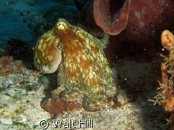 A nice afternoon for a sunny drive for an octopus! by Walt Hill 